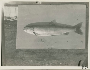 Image: Trout from Water Lake